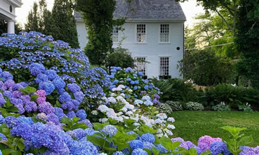 The Enduring Beauty of the Hydrangea in the Hamptons