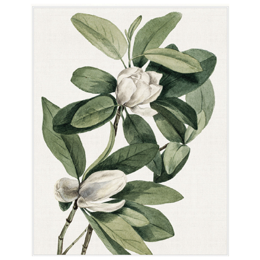 Magnolia 2 Framed Print